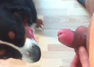 Cute and funny bestial blowjob