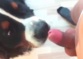 Cute and funny bestial blowjob