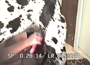 Outdoor dog masturbation action