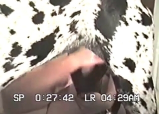 Outdoor dog masturbation action