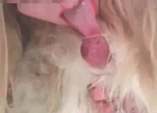 Just pulling out a doggy dick