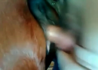 Huge dong impales a horse