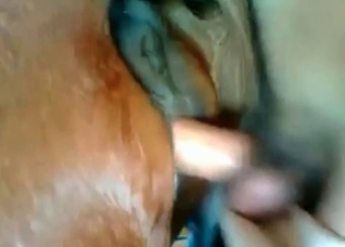 Huge dong impales a horse