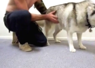 My husky is ready for the sex