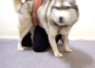 My husky is ready for the sex