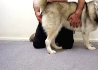 My husky is ready for the sex