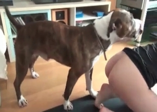 Angry doggy and awesome cutie