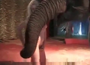 Elephant and fully naked zoophile
