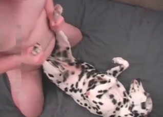 Fucked Dalmatian and addicted zoophile