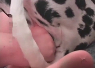 Fucked Dalmatian and addicted zoophile