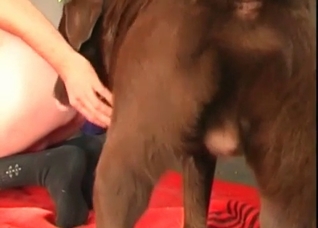 Trying to play with a wild dog