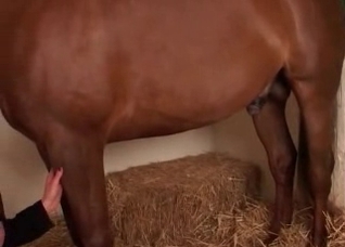 Glamorous posing session in the barn