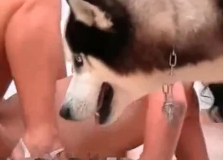 This Husky looks so angry