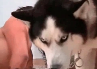 This Husky looks so angry