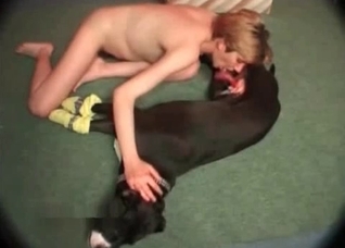 Laying dog is being sucked hot