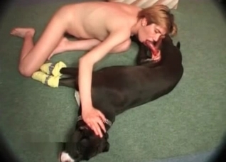 Laying dog is being sucked hot