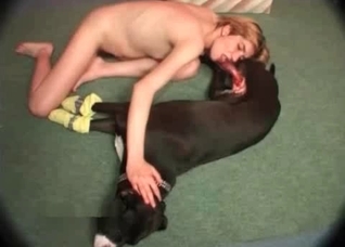 Laying dog is being sucked hot
