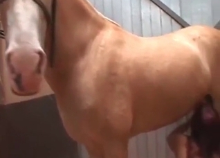 Wank this stallion hose