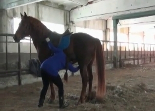 Horse is shitting in the barn