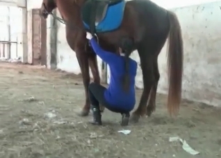 Horse is shitting in the barn