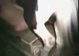 Stallion fucks her juicy hole