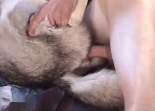 Husky tries out bestial sex
