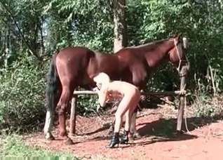 Horse needs a good fellatio