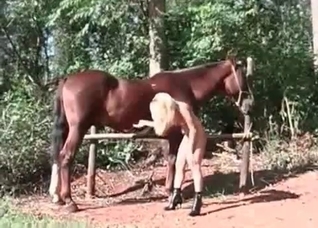 Horse needs a good fellatio