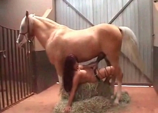 Barn is a good place for animality