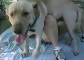 Dog fucks me in the dirty style