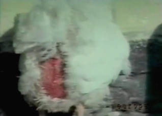 Cock fucked in the zoo porn