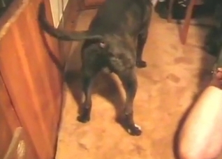 Dog screwed by my fingers