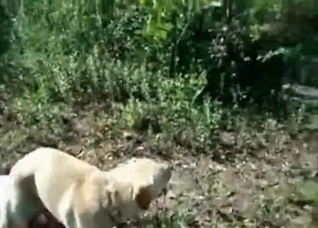 White dog pounds a zoo slut