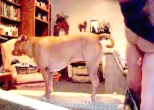 Dog loves my small wiener