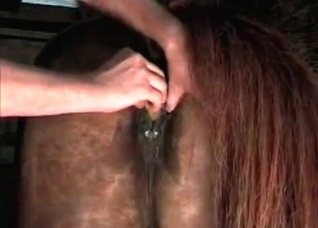Shiny anal of a stallion