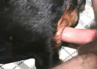 Black dog impaled from behind