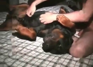 Black dog impaled from behind