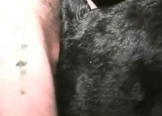 Black dog impaled from behind