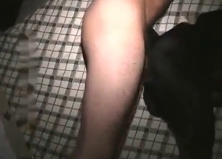 Black dog impaled from behind