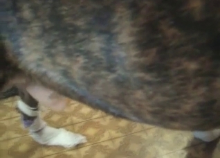 Dog licks my juicy snatch