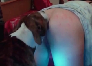 Dog gives a perfect creampie