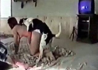 Small doggy pounds a bitch