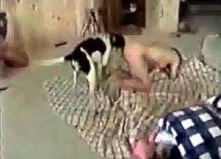 Small doggy pounds a bitch