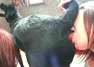 Black dog licked from behind