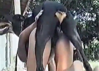 Intensive animal porn in close up