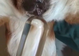 White dog impaled in the POV