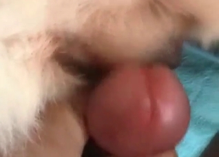 White dog impaled in the POV