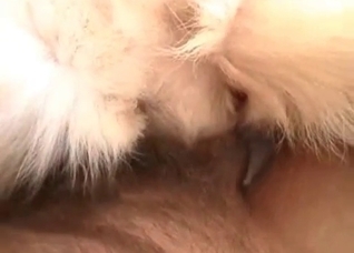 White dog impaled in the POV