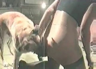 Playful doggy impales my twat