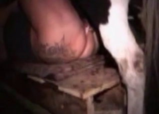 Stallion explores a snatch